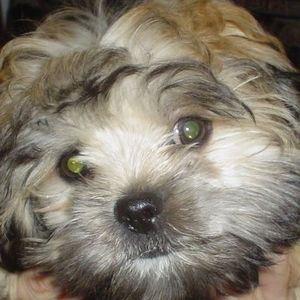 Meet your Posher, Patrick